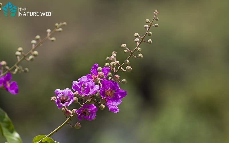Flowers Name Please In Kannada Best Flower Site